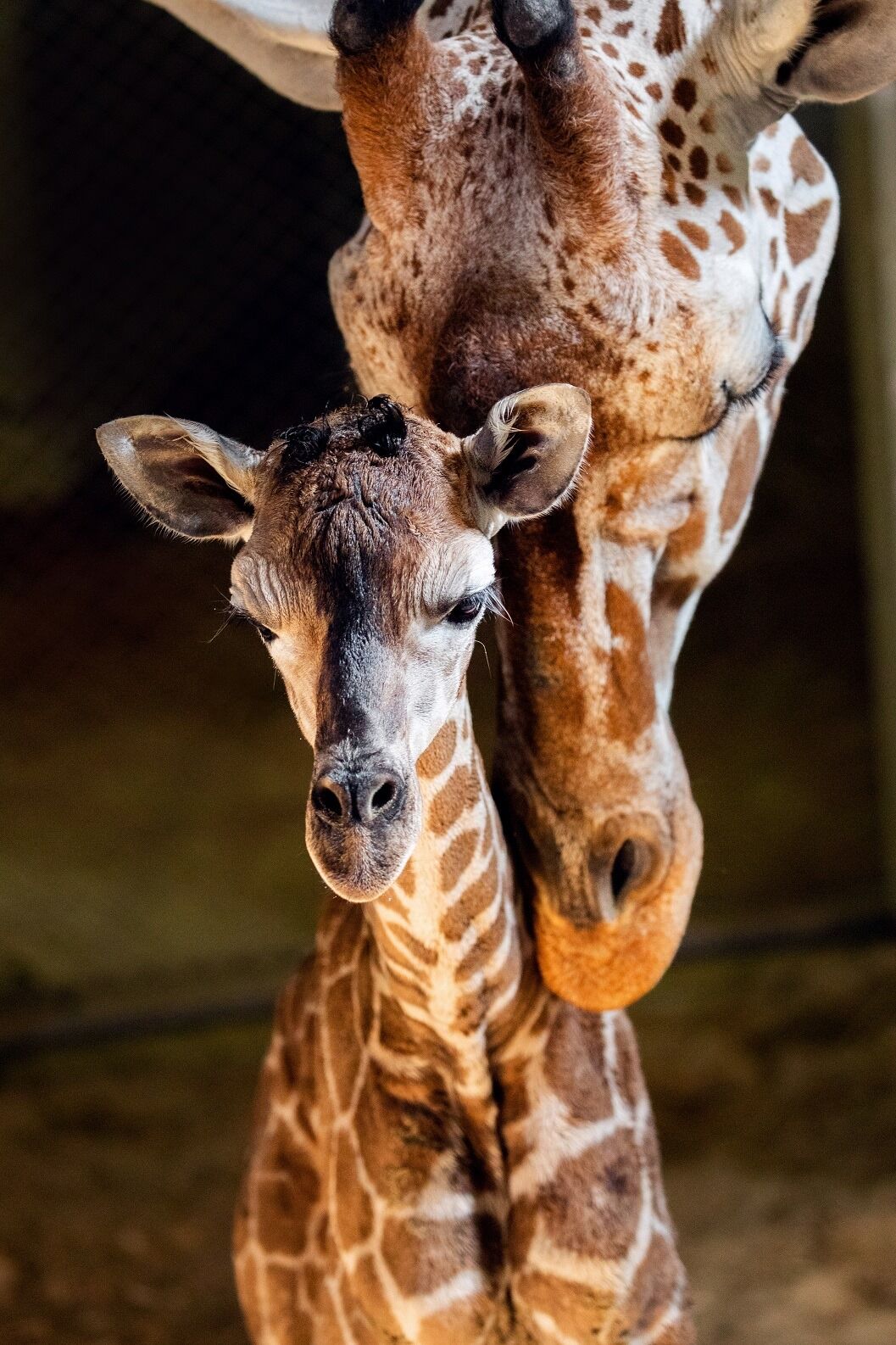 calf2.jpg